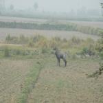 Vraj-Yatra-2014- (1413)